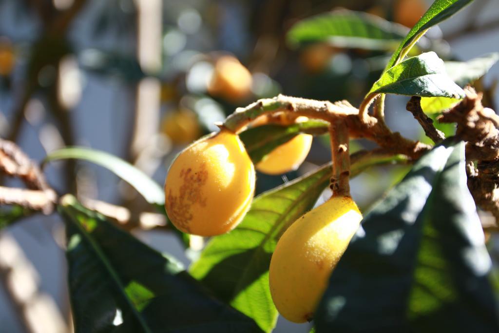 Çıralı Safir Pansiyon מראה חיצוני תמונה