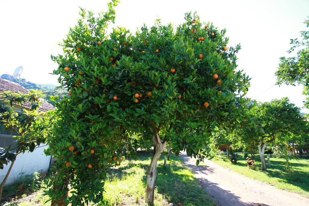 Çıralı Safir Pansiyon מראה חיצוני תמונה